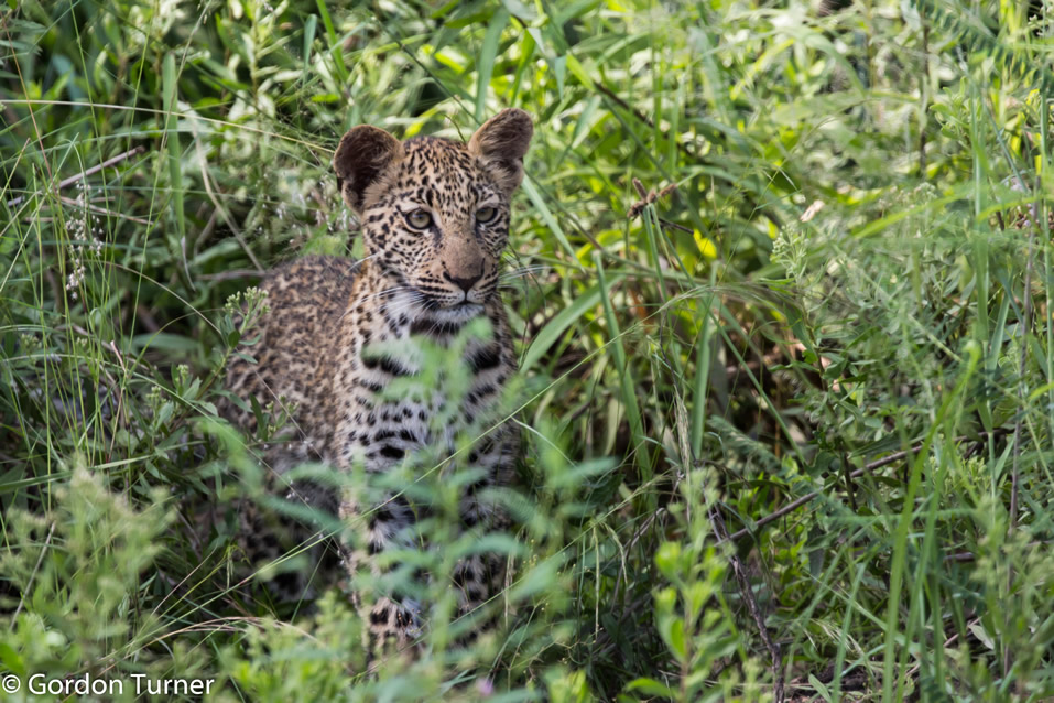 <h2>The Best of South Africa Escorted 2019</h2>Kruger Safari, Cape Town, the Winelands & Garden Route | 14 Nights | 5 Rounds | February 23 - March 9